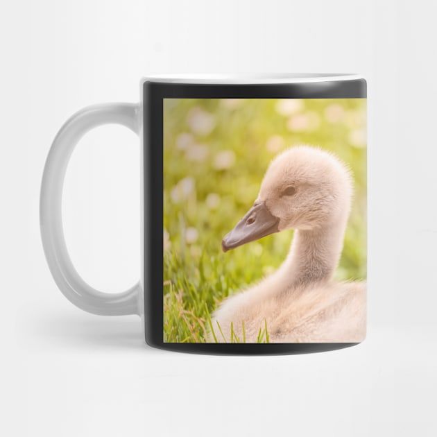 Cygnet by jvnimages